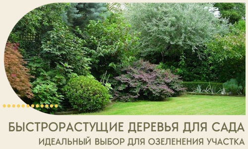 Быстрорастущие деревья для сада идеальный выбор в Ревде