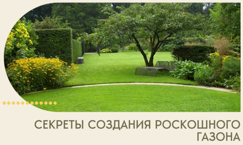 Секреты создания роскошного газона в Ревде