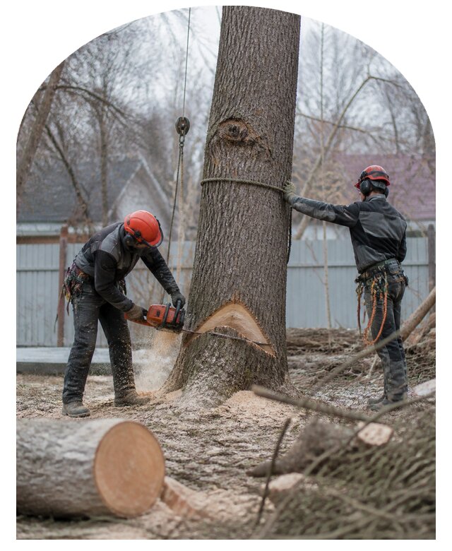 Спил деревьев с вывозом порубочных остатков в Ревде